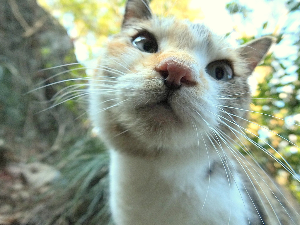 唐沢山にゃんこ