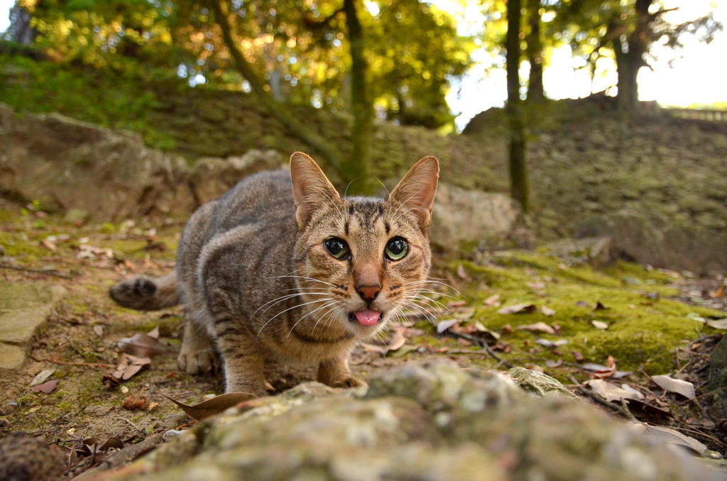 唐沢山神社猫