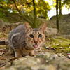 唐沢山神社猫