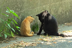 とうちゃん,これなんだ？