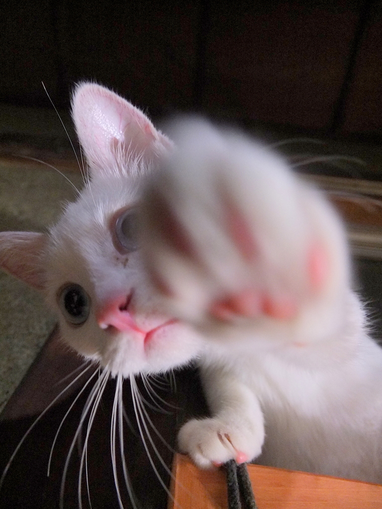 撮らにゃいで！