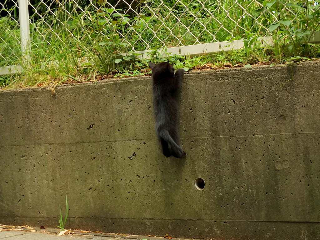 子猫ってすごい