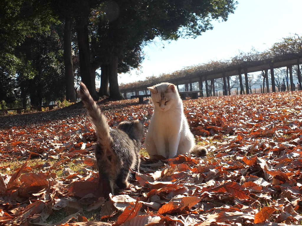 13-12-07    X-S1 093