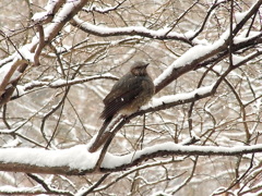 雪　鳥