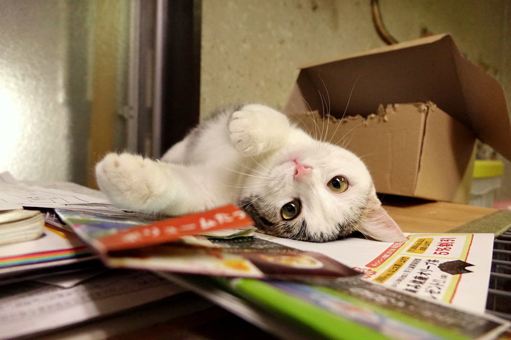 たまちゃん