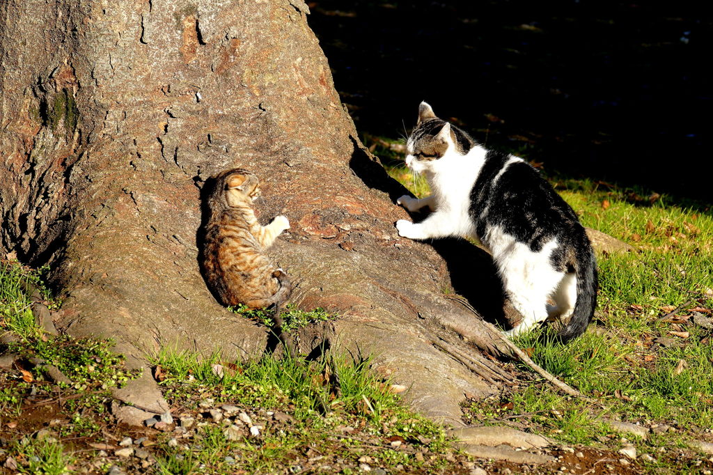 おばちゃん怖いよ・・・・・