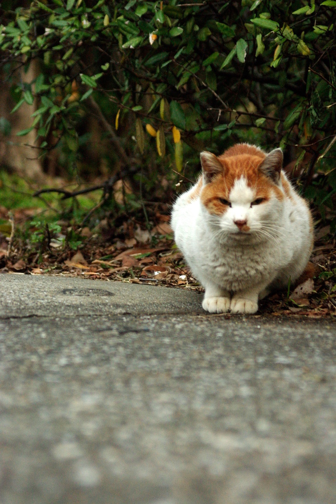 ちどり公園09-12-13  K200D 020