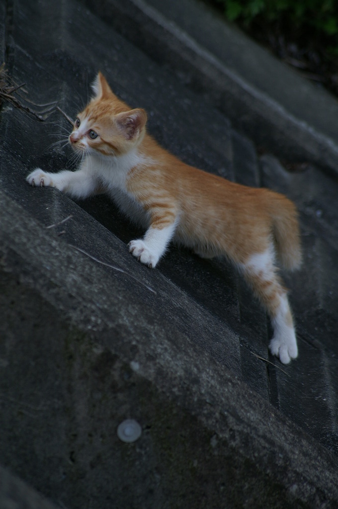 09-6-7  α-7digital 464