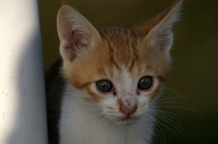 09-6-7  α-7digital 398