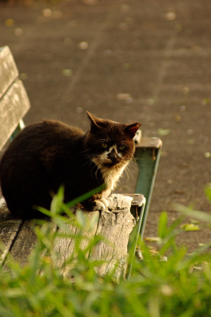 ちどり公園09-12-13  K200D 122
