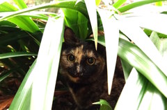 唐沢山神社猫