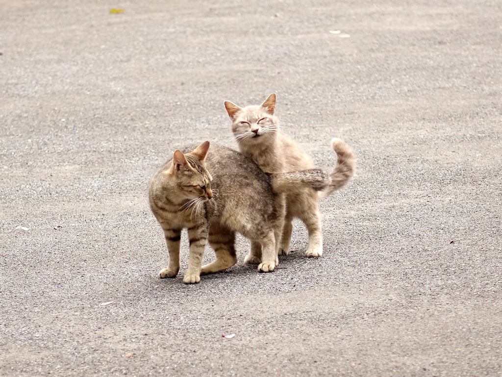 いつもなかよしにゃ。