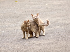 いつもなかよしにゃ。