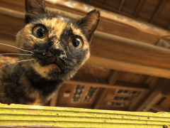唐沢山にゃんこ