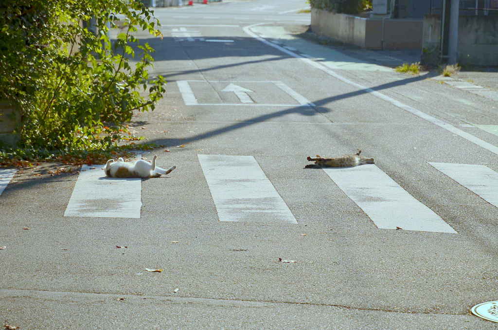 わが道を行く。