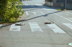 わが道を行く。