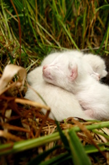 15-05-09    FZ-1000 118