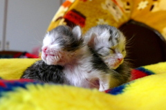 生きたいよ・・・・・