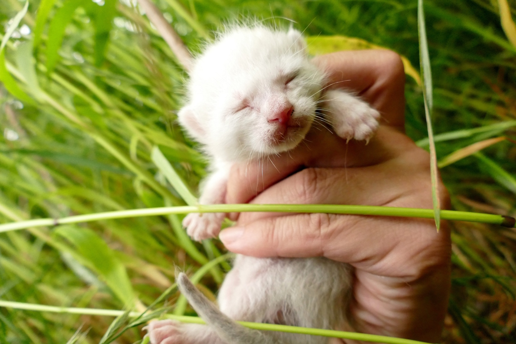 15-05-09    FZ-1000 131