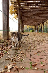 沼猫　　りさちゃん