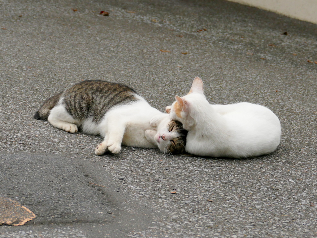 ぐるじい・・・・・