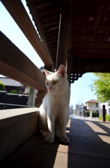 鑁阿寺（ばんなじ）にゃんこ