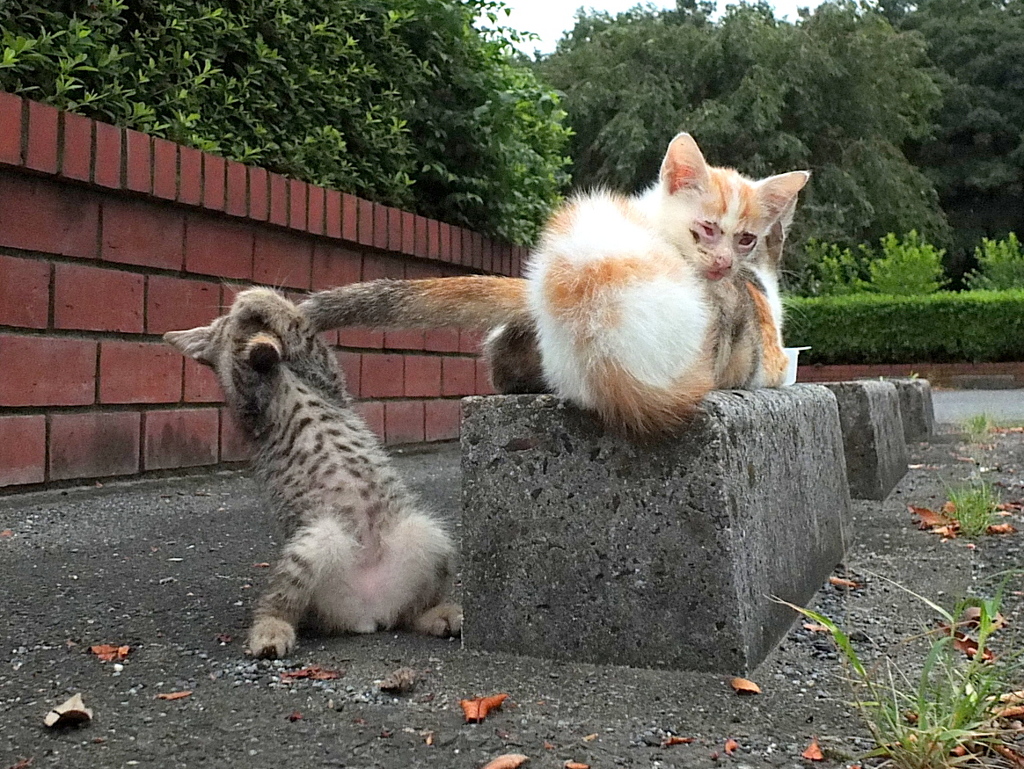 うおおおおっ！つかまえたぜ～！
