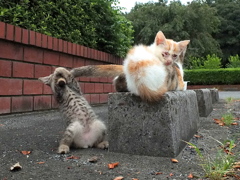 うおおおおっ！つかまえたぜ～！