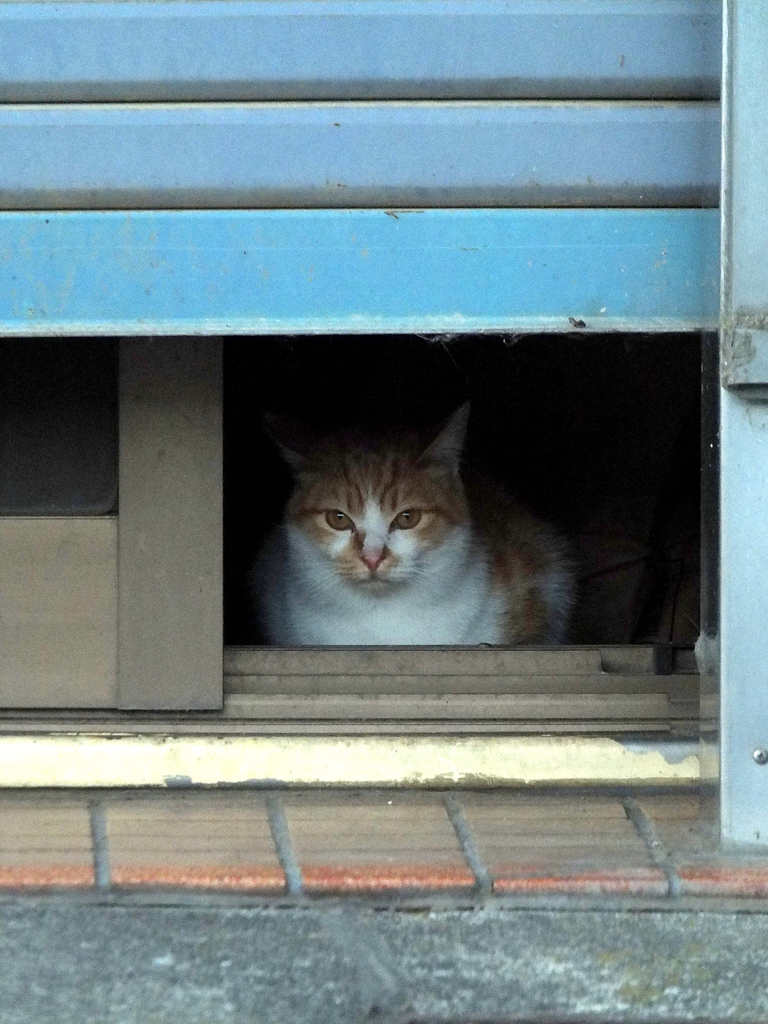 だれにゃ？