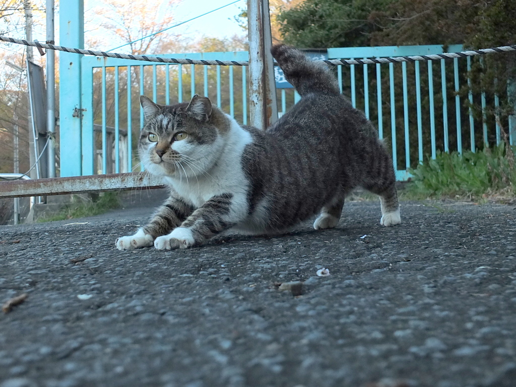 チャームポイントは短い脚。