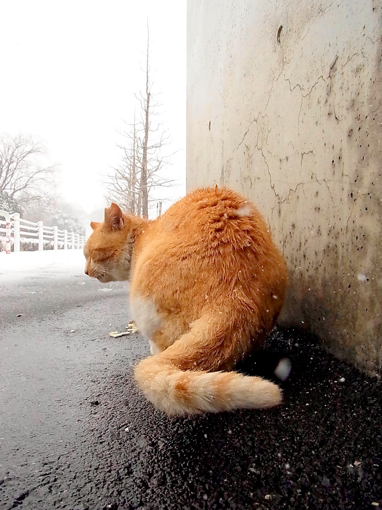 雪