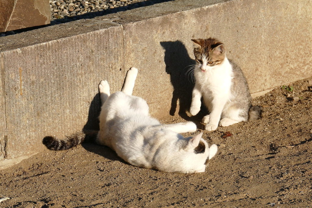 母ちゃん何やってんの？