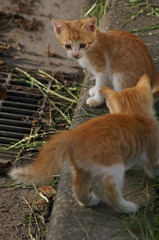 09-6-7  α-7digital 469