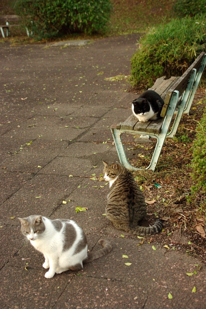 ちどり公園09-12-13  K200D 043