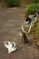 ちどり公園09-12-13  K200D 043