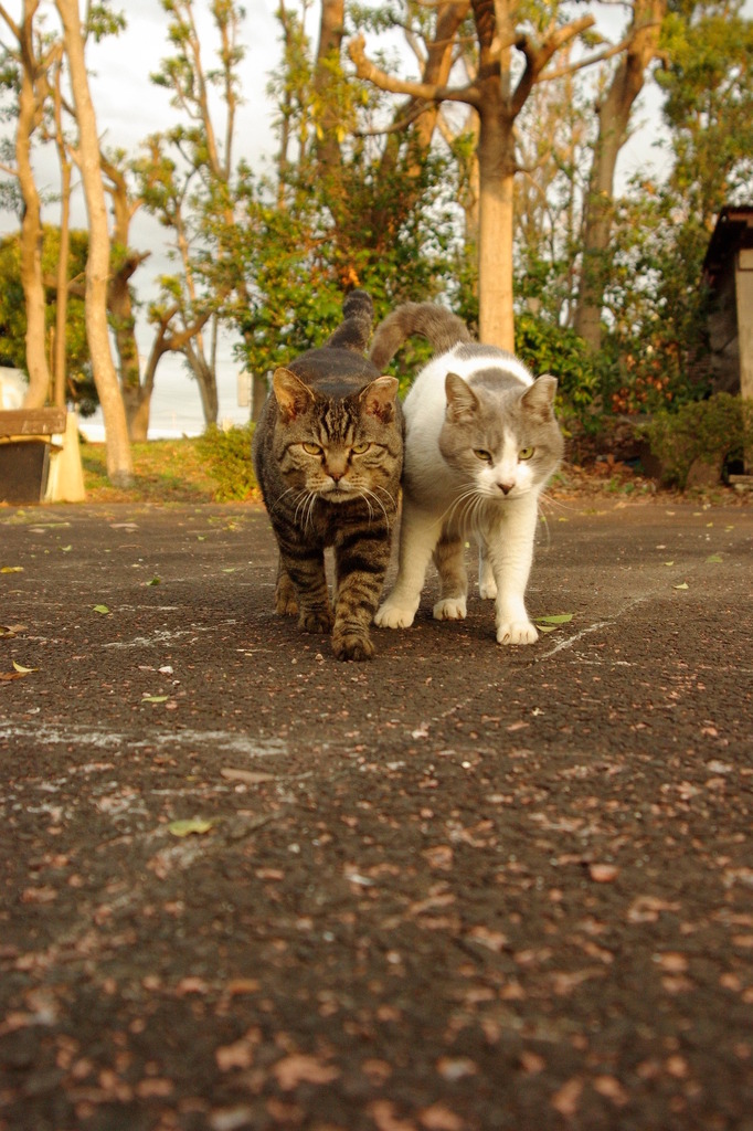 ちどり公園09-12-13  K200D 064