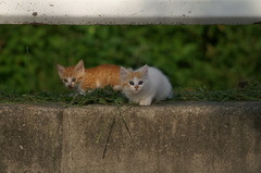 09-6-7  α-7digital 446