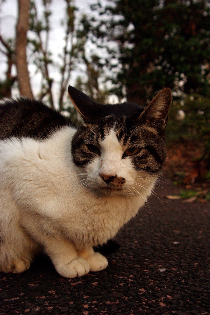 ちどり公園09-12-13  K200D 042