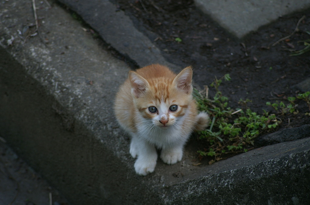 09-6-7  α-7digital 417