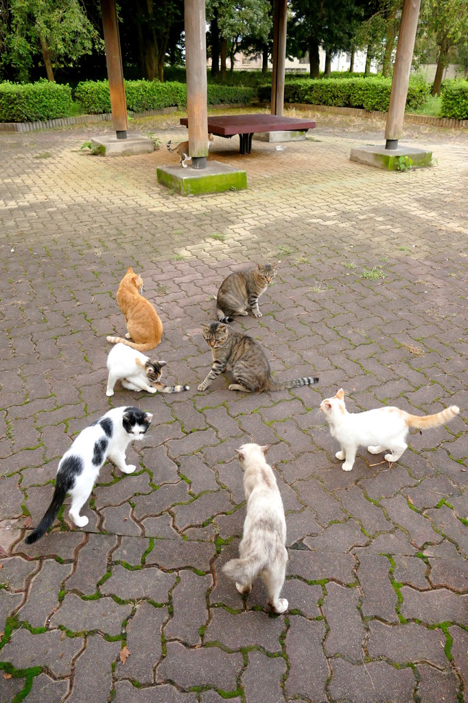 ごはんだよ～！