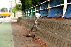 15-05-09    FZ-1000 041