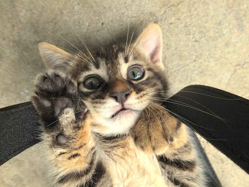 にゃぁ！