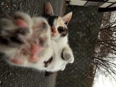 ウルトラニャン！