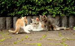 ぼくのおかあさんだよ！わたしのおかあさんだもん！