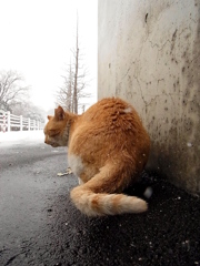雪　猫