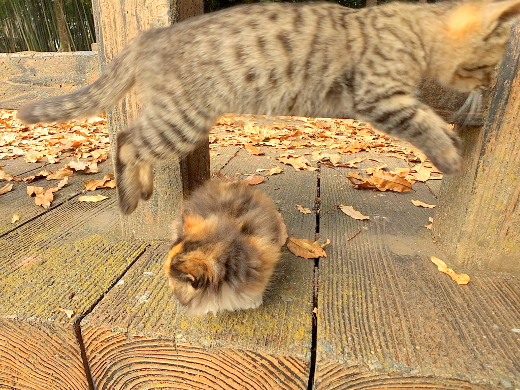 13-12-04    X-S1-2 061