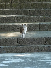 唐沢山神社猫