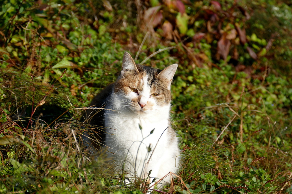 里山にゃんこ