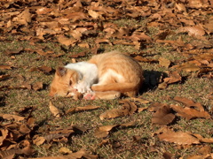 13-12-07    X-S1 104