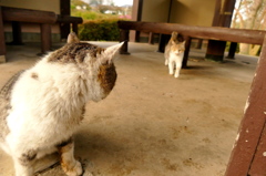 あっ、母ちゃん・・・・・